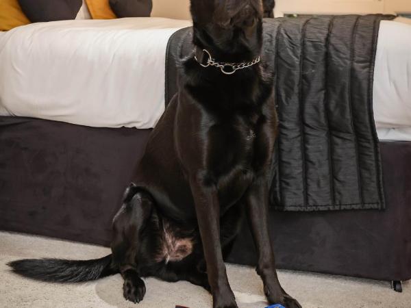 The Ashleigh - Dog Friendly : photo 10 de la chambre chambre double