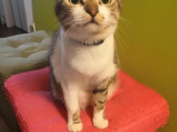 Tiny GuestHouse Umekoji 梅小路 : photo 2 de la chambre chambre quadruple de style japonais