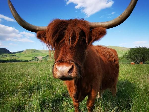 West Highland Way Hotel : photo 7 de la chambre chambre double ou lits jumeaux deluxe – vue sur jardin