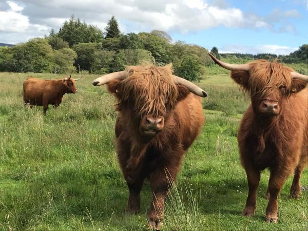 West Highland Way Hotel : photo 8 de la chambre chambre double ou lits jumeaux deluxe – vue sur jardin