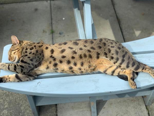 West Highland Way Hotel : photo 9 de la chambre chambre double ou lits jumeaux deluxe – vue sur jardin