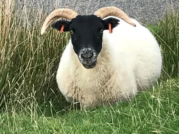 West Highland Way Hotel : photo 5 de la chambre tente cloche safari