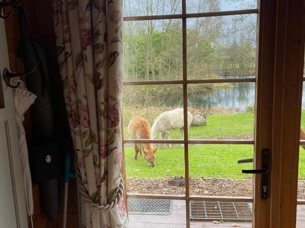 Acorn Glade Glamping : photo 5 de la chambre bluebell log cabin