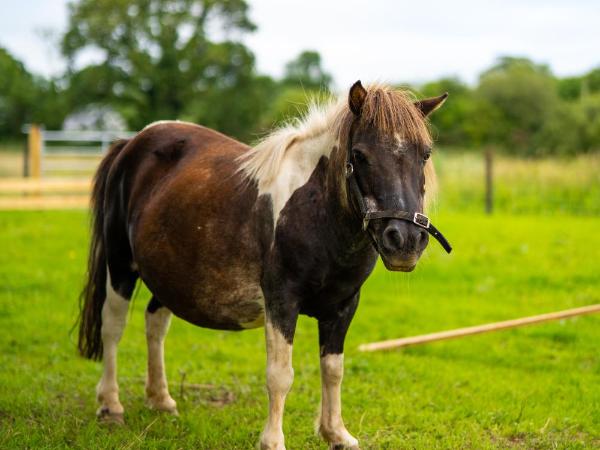Radisson BLU Hotel and Spa, Limerick : photo 1 de la chambre chambre familiale (2 adultes et 2 enfants)