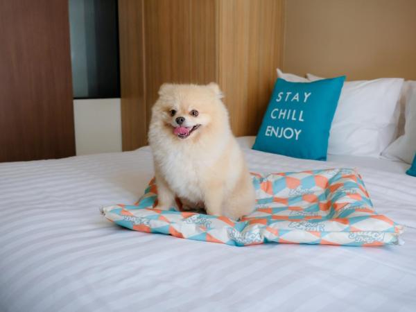 Cross Vibe Chiang Mai Decem Nimman Hotel - formerly X2 Vibe Chiang Mai Decem - SHA Extra Plus : photo 1 de la chambre suite 1 chambre acceptant les animaux domestiques