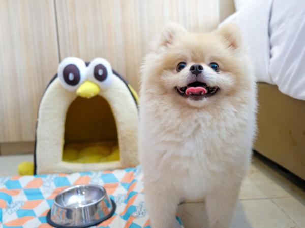 Cross Vibe Chiang Mai Decem Nimman Hotel - formerly X2 Vibe Chiang Mai Decem - SHA Extra Plus : photo 3 de la chambre suite 1 chambre acceptant les animaux domestiques