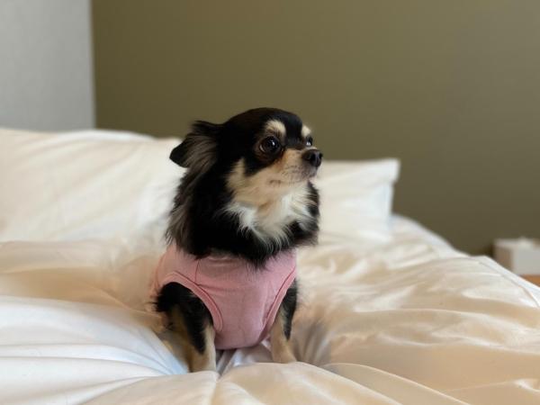 IMANO OSAKA SHINSAIBASHI HOSTEL - Vacation STAY 27589v : photo 1 de la chambre studio