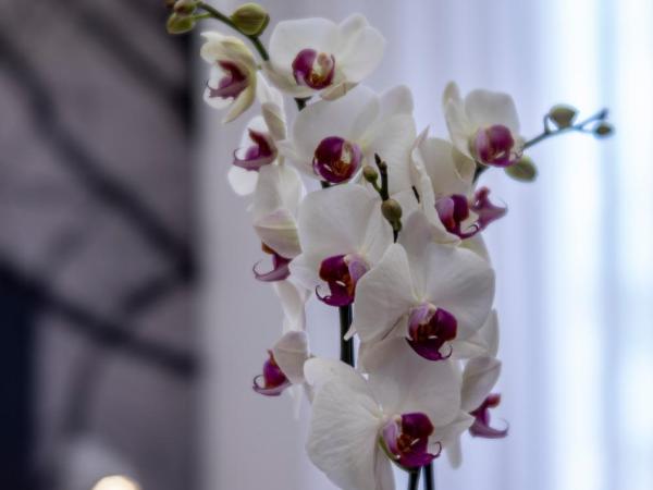 Hotel Stella D'Oro : photo 1 de la chambre chambre triple deluxe