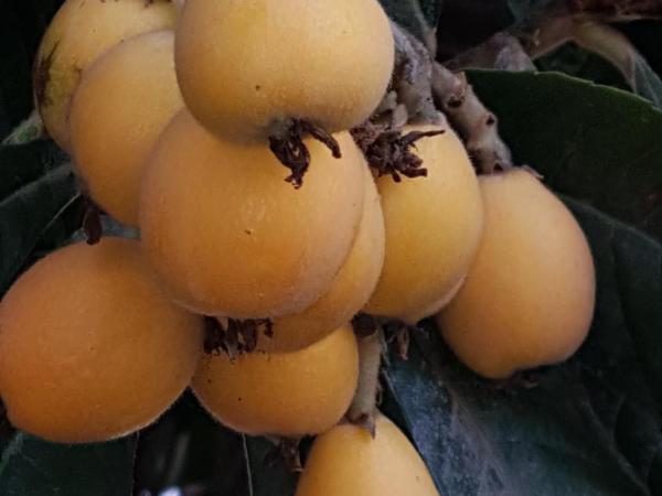 Il Giardino del Nespolo : photo 5 de la chambre chambre familiale avec salle de bains privative séparée