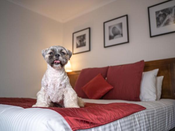 Mercure Canberra : photo 3 de la chambre chambre lit king-size - animaux domestiques admis