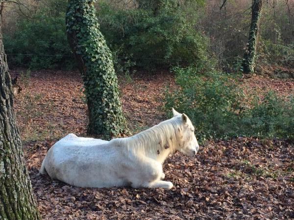 Le Verger : photo 7 de la chambre suite - vue sur jardin