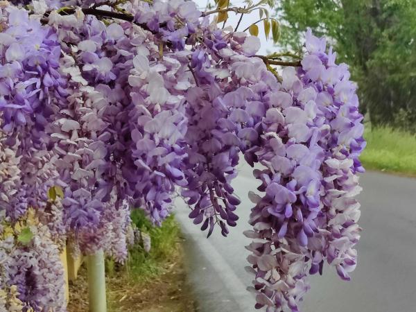 Villa Ghia : photo 1 de la chambre chambre lit king-size - vue sur jardin