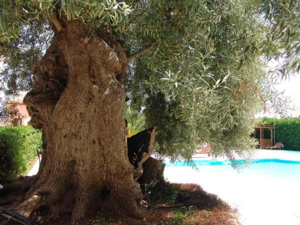 Hotel Lady Lusya : photo 8 de la chambre chambre double - vue sur piscine