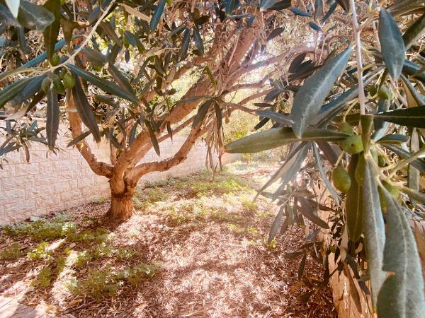 Hotel Buenavista Beach House Trogir : photo 7 de la chambre chambre double - vue sur jardin