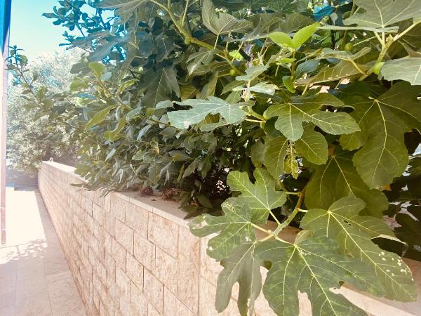 Hotel Buenavista Beach House Trogir : photo 8 de la chambre chambre double - vue sur jardin