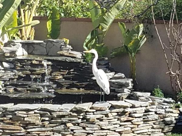 COZY 2 BEDROOM GUESTHOUSE IN BEVERLY HILLS : photo 5 de la chambre maison 2 chambres