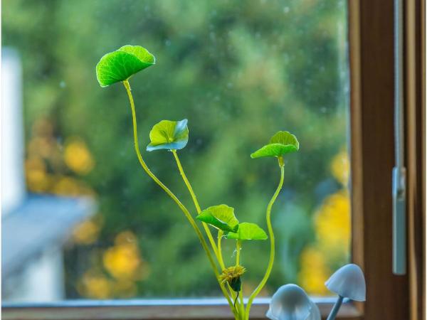Pencarrow Boutique Lodge : photo 1 de la chambre suite avec vue sur lac