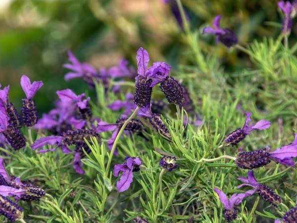 Arista of Rotorua : photo 6 de la chambre appartement familial en duplex avec bain à remous