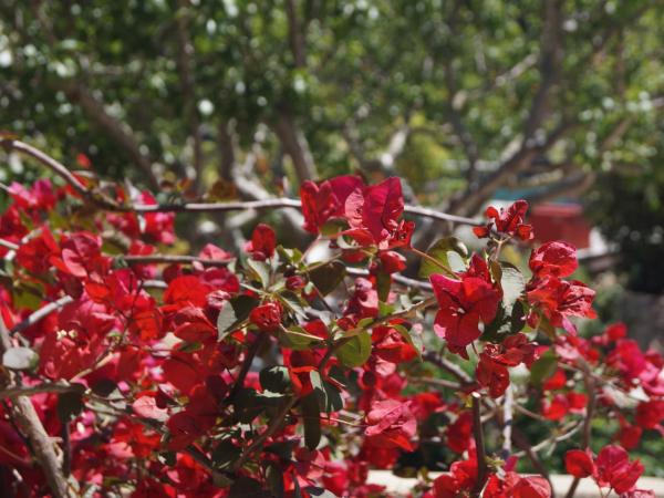 Les Jardins De Santa Giulia - Charmante chambre d'hôte : photo 2 de la chambre chambre simple