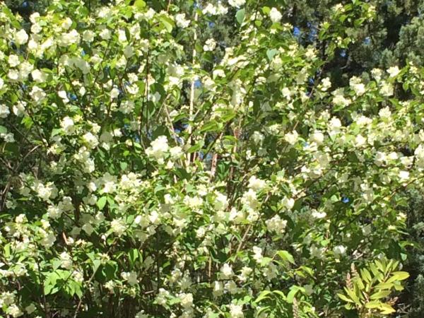 Le Verger : photo 10 de la chambre suite - vue sur jardin