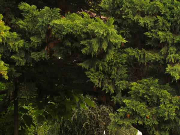 Kalmár Panzió : photo 5 de la chambre chambre double confort - vue sur jardin