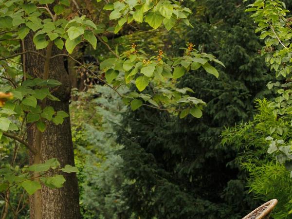 Kalmár Panzió : photo 6 de la chambre chambre double confort - vue sur jardin