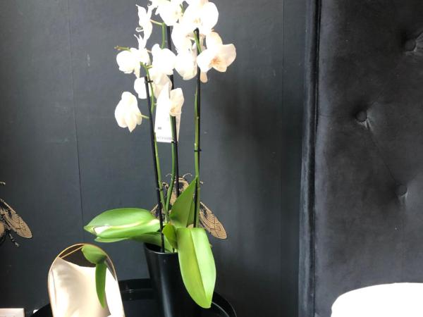 LIPPI 42 Guest House Villa with private garden : photo 3 de la chambre chambre double standard