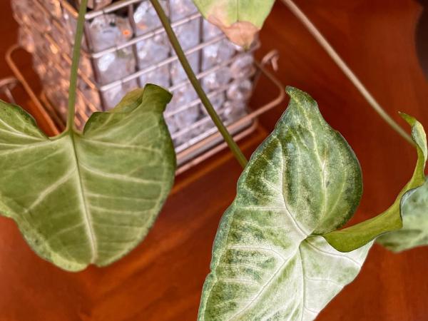 Flora House Denver : photo 6 de la chambre suite lit king-size