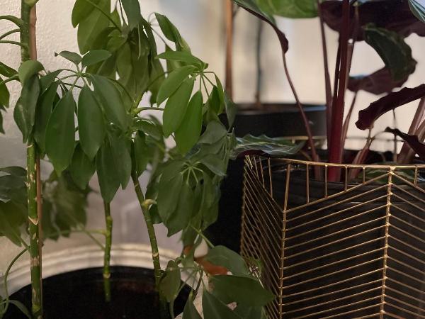 Flora House Denver : photo 4 de la chambre suite lit king-size