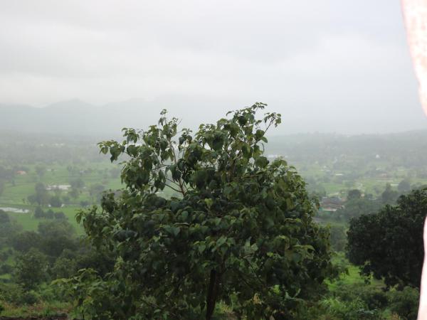 Shinde's Tikona Valley Farm : photo 3 de la chambre chambre familiale - vue sur lac