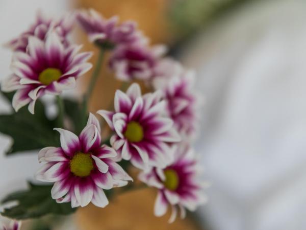 Rooms Vita : photo 3 de la chambre chambre lits jumeaux avec balcon