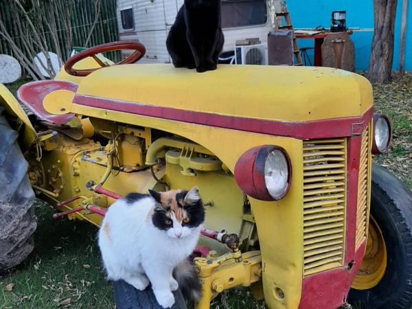 Akimekedo : photo 7 de la chambre chambre double ou lits jumeaux