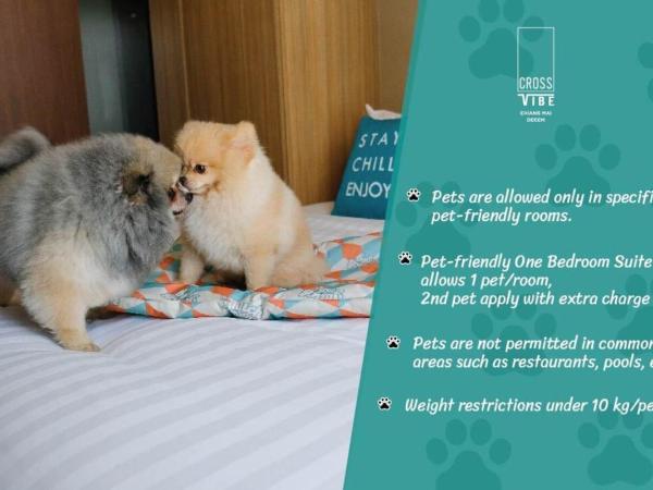 Cross Vibe Chiang Mai Decem Nimman Hotel - formerly X2 Vibe Chiang Mai Decem - SHA Extra Plus : photo 2 de la chambre suite 1 chambre acceptant les animaux domestiques