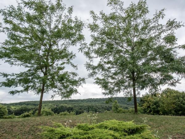 Petneházy Aparthotel : photo 10 de la chambre chambre double standard