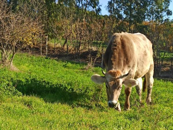 Masseria La Fiorita : photo 10 de la chambre chambre quadruple deluxe