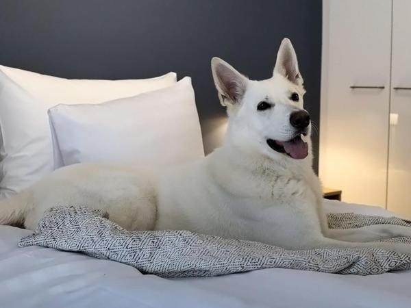 Hotel Matts : photo 2 de la chambre chambre lits jumeaux standard (animaux domestiques acceptés)