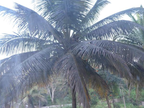 Grand Suites Yelahanka : photo 10 de la chambre chambre double deluxe avec balcon