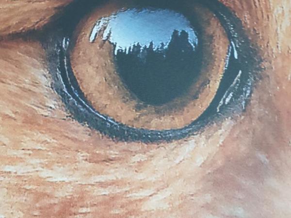 Les Loges Du Parc : photo 10 de la chambre chambre double avec vue sur le lac - annexe