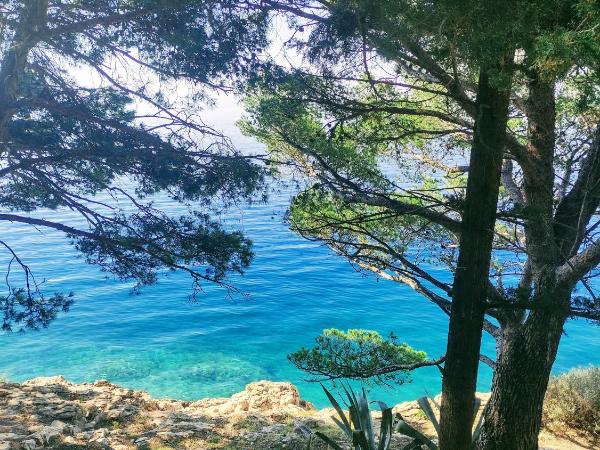 Villa Radić : photo 4 de la chambre appartement avec terrasse