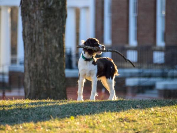 London Knightsbridge Sloane Pavilion Road Chelsea 5 mins walking to hyde Park and Harrods : photo 9 de la chambre appartement deluxe