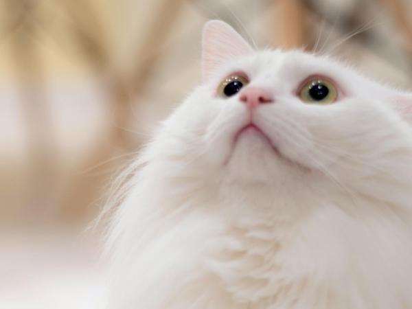 Guesthouse ORI ORI : photo 7 de la chambre suite familiale