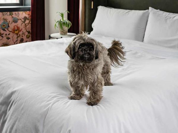 The Broadview Hotel : photo 10 de la chambre chambre lit king-size - vue sur ville