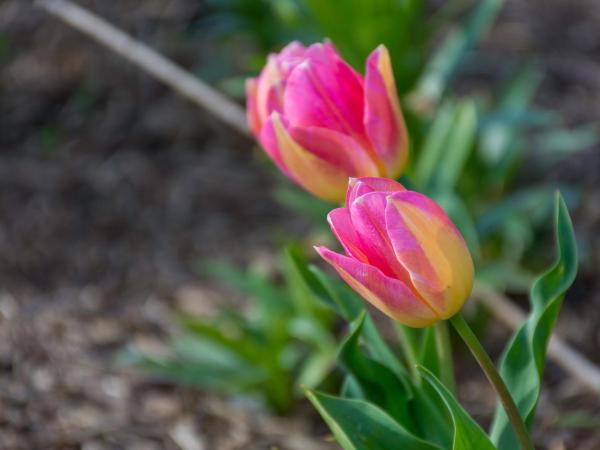 Gem bed and breakfast : photo 4 de la chambre chambre lit queen-size deluxe