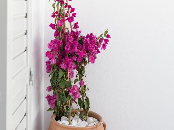 Elena Hotel Mykonos : photo 9 de la chambre chambre double deluxe