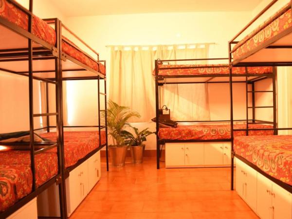 BE ANIMAL Hostel : photo 1 de la chambre lit superposé dans dortoir pour femmes 