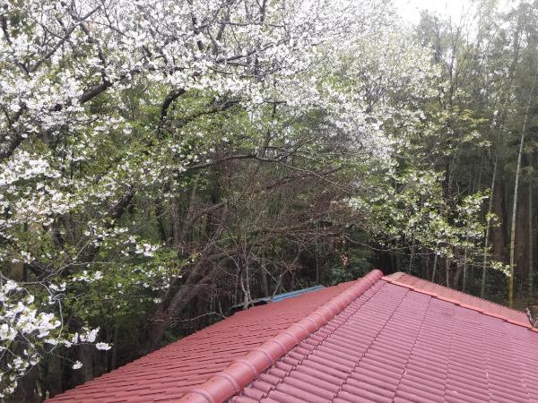 Guesthouse Oomiya base 大宮基地別荘 : photo 1 de la chambre petite chambre simple