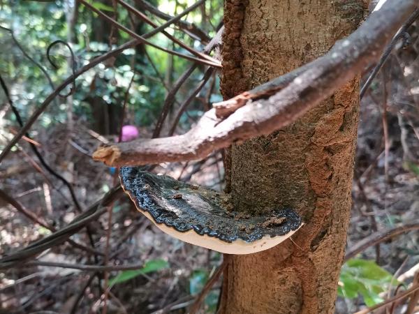 EBH INN : photo 2 de la chambre chambre lits jumeaux
