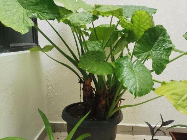 EBH INN : photo 4 de la chambre chambre lits jumeaux