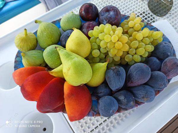 Messinia Sailing-My GReen LIFE : photo 2 de la chambre mobile home