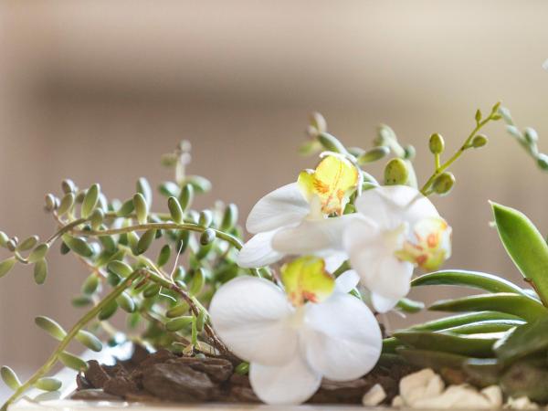 Villa Orselina - Small Luxury Hotel : photo 4 de la chambre charming double room with lake view